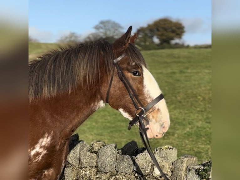 Clydesdale Giumenta 3 Anni 166 cm Baio roano in Down