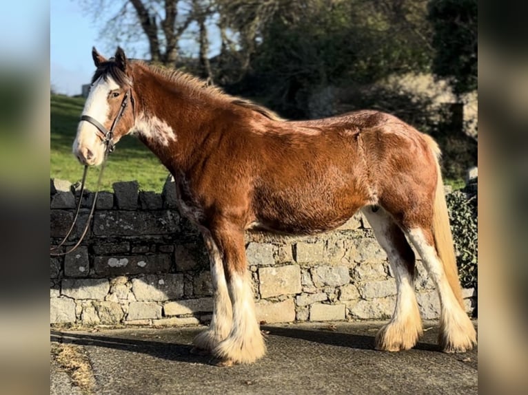 Clydesdale Giumenta 3 Anni 166 cm Baio roano in Down