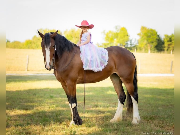 Clydesdale Mix Giumenta 4 Anni 163 cm Baio ciliegia in Auburn, KY