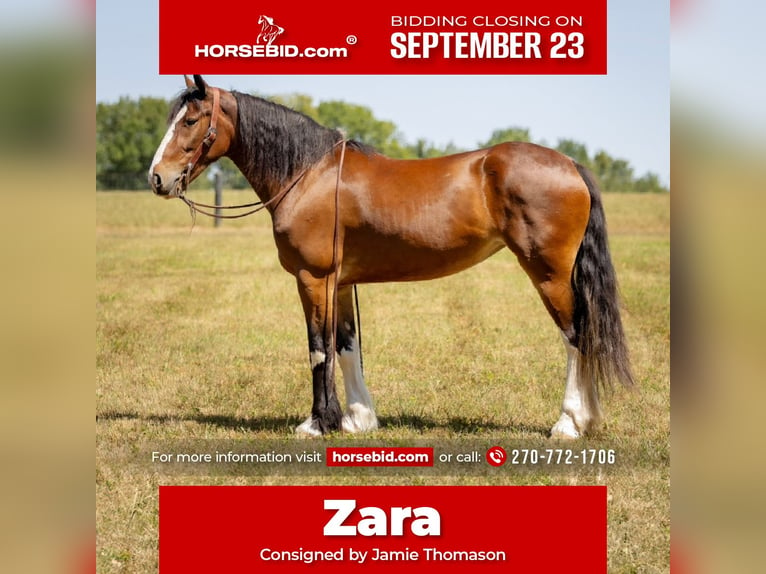 Clydesdale Mix Giumenta 4 Anni 163 cm Baio ciliegia in Auburn, KY