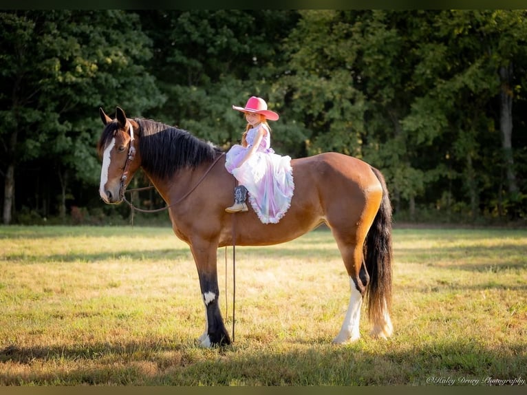 Clydesdale Mix Giumenta 4 Anni 163 cm Baio ciliegia in Auburn, KY