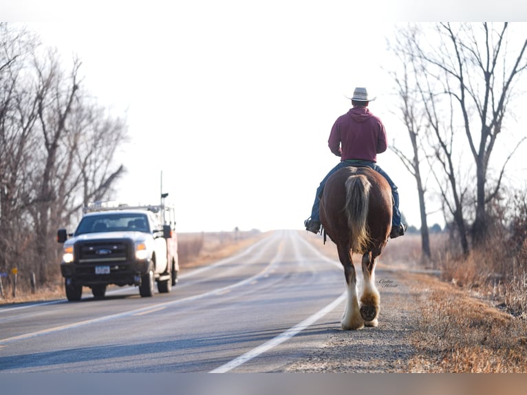 Clydesdale Giumenta 4 Anni 180 cm Baio ciliegia in Fairbank