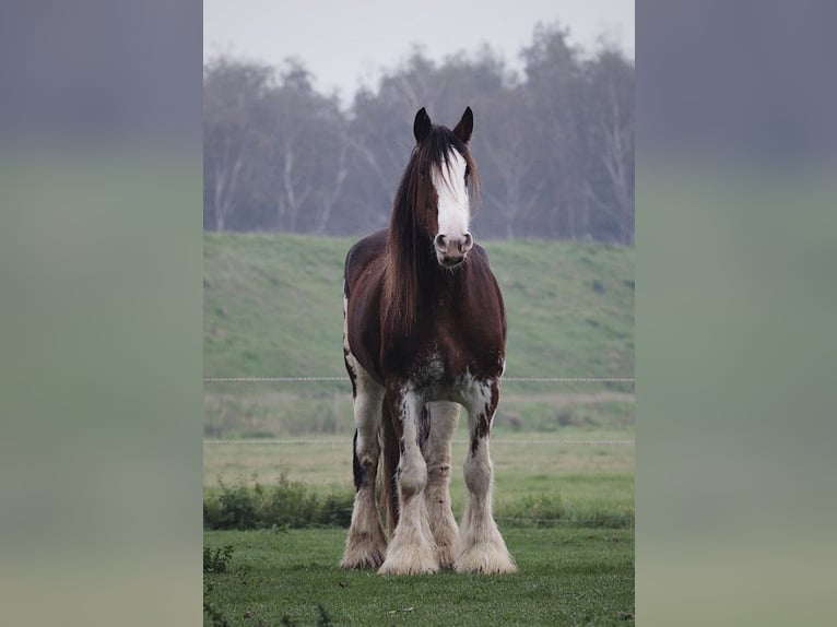 Clydesdale Giumenta 6 Anni 180 cm Baio in Oud-Vossemeer