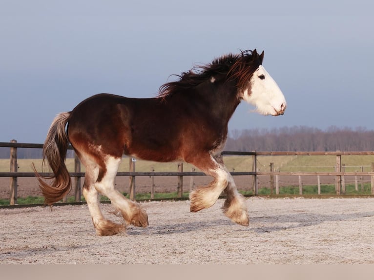 Clydesdale Giumenta 6 Anni 180 cm Baio in Oud-Vossemeer