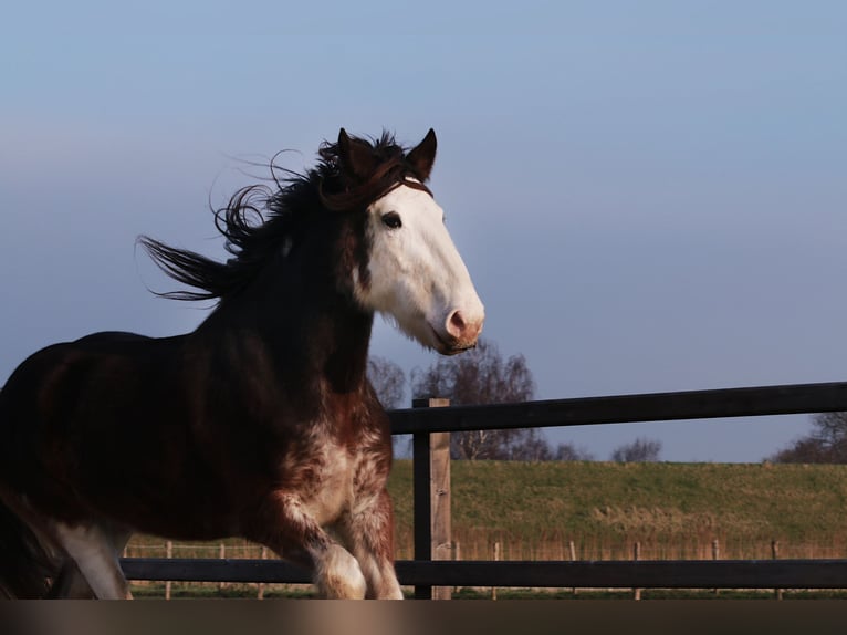 Clydesdale Giumenta 6 Anni 180 cm Baio in Oud-Vossemeer