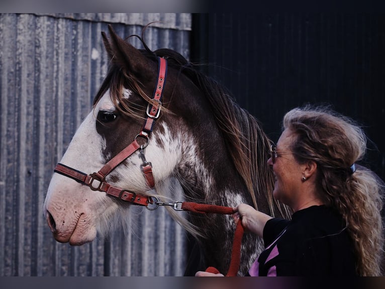 Clydesdale Giumenta 6 Anni 180 cm Baio in Oud-Vossemeer