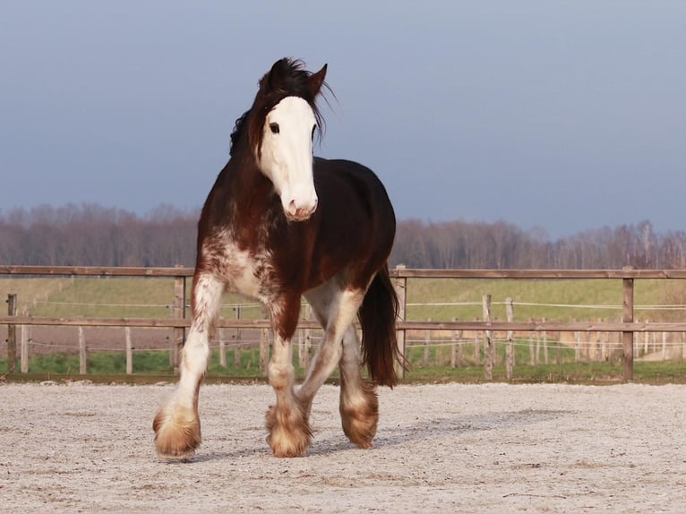 Clydesdale Giumenta 6 Anni 180 cm Baio in Oud-Vossemeer