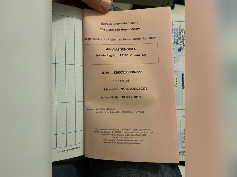 Clydesdale Giumenta 7 Anni 181 cm Baio nero in Burgh-Haamstede