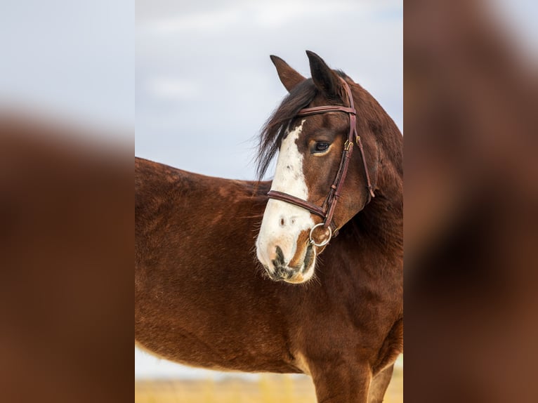 Clydesdale Mix Giumenta 9 Anni Baio ciliegia in Ames