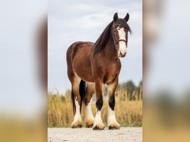 Clydesdale Mix Giumenta 9 Anni Baio ciliegia in Ames
