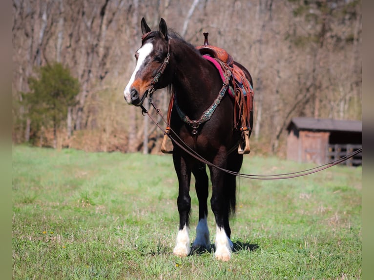 Clydesdale Giumenta 9 Anni Baio ciliegia in Flemingsburg KY