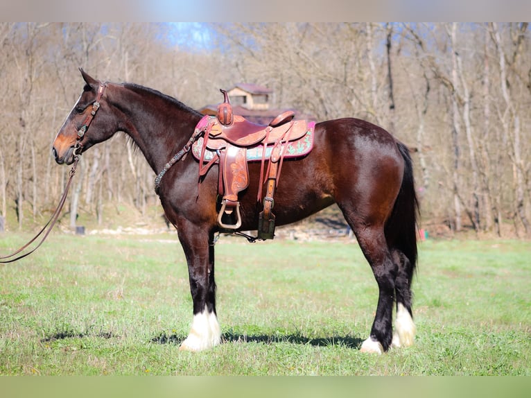 Clydesdale Giumenta 9 Anni Baio ciliegia in Flemingsburg KY