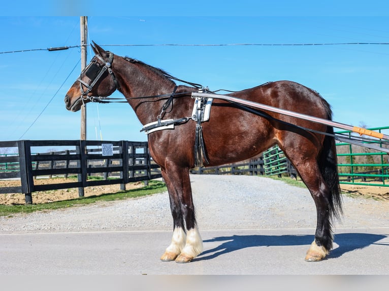 Clydesdale Giumenta 9 Anni Baio ciliegia in Flemingsburg KY