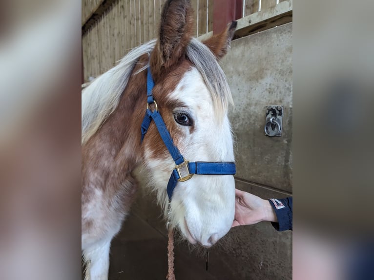 Clydesdale Hengst 1 Jaar 175 cm in York