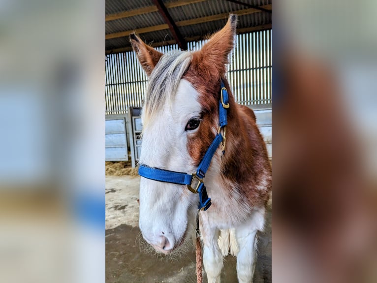 Clydesdale Hengst 1 Jaar 175 cm in York