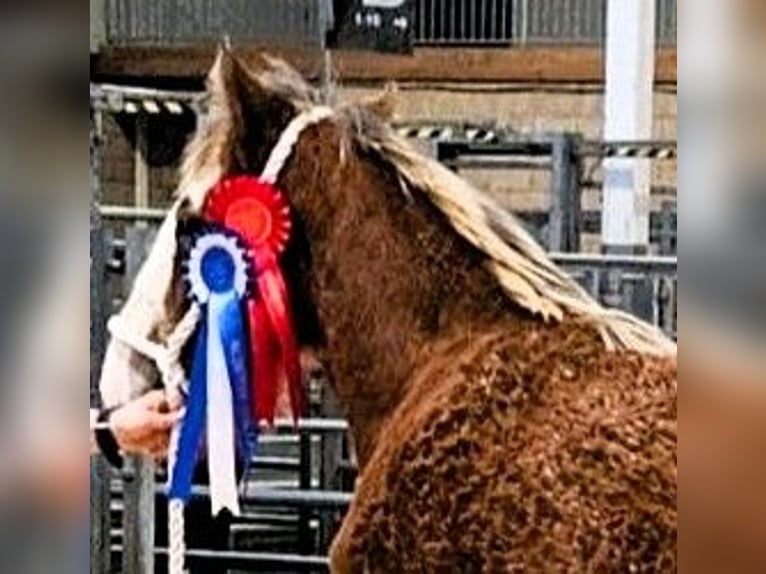 Clydesdale Hengst 1 Jaar  in marbury