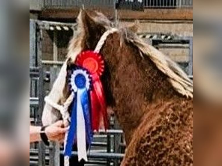 Clydesdale Hengst 1 Jaar  in marbury