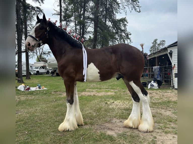 Clydesdale Hengst 1 Jahr 173 cm Rotbrauner in Canora, SK