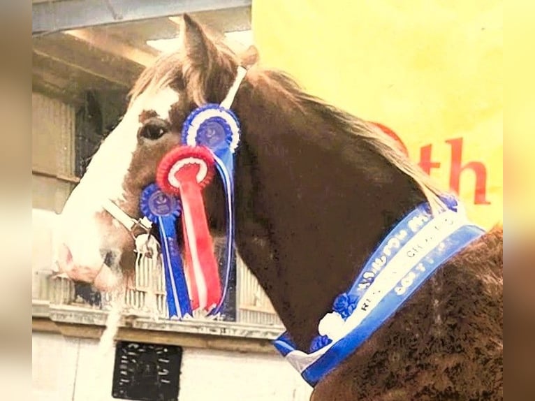 Clydesdale Hengst 1 Jahr  in marbury