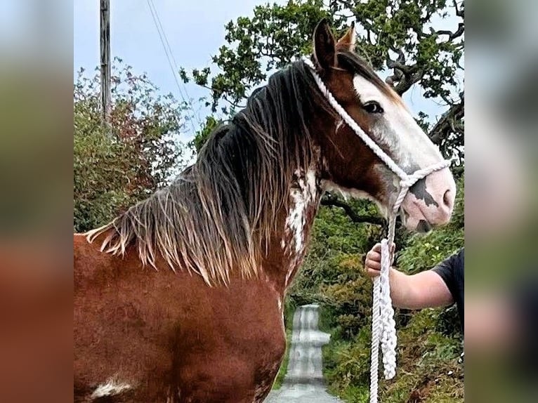 Clydesdale Hengst 1 Jahr  in whitegate