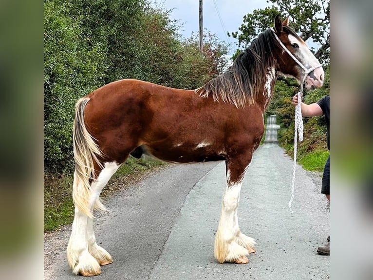 Clydesdale Hengst 1 Jahr  in whitegate