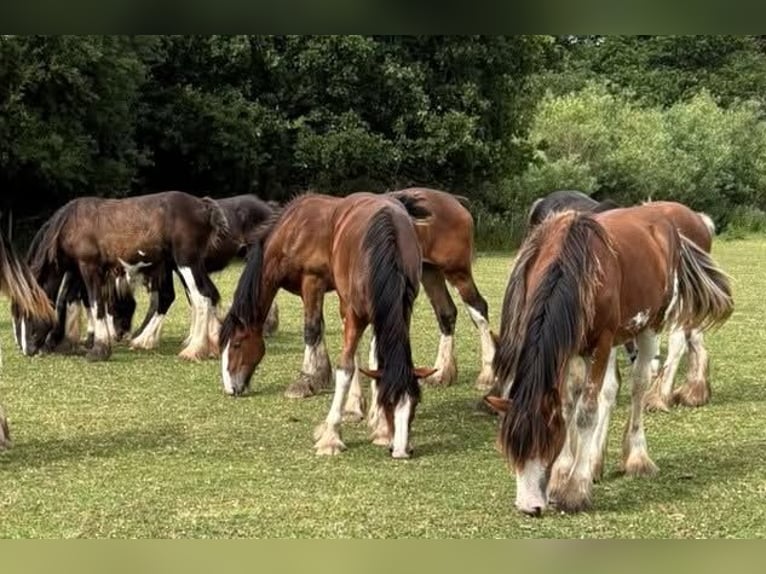 Clydesdale Hengst 1 Jahr  in whitegate