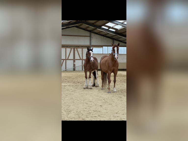 Clydesdale Hengst 2 Jaar 162 cm Bruin in Issum
