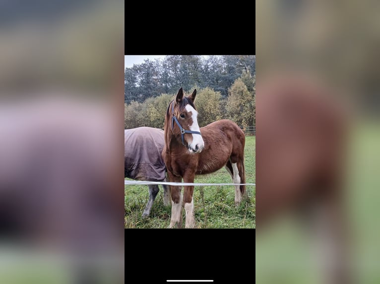 Clydesdale Hengst 2 Jaar 162 cm Bruin in Issum