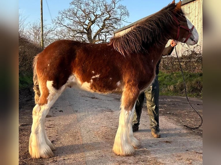 Clydesdale Hengst 2 Jaar in whitegate