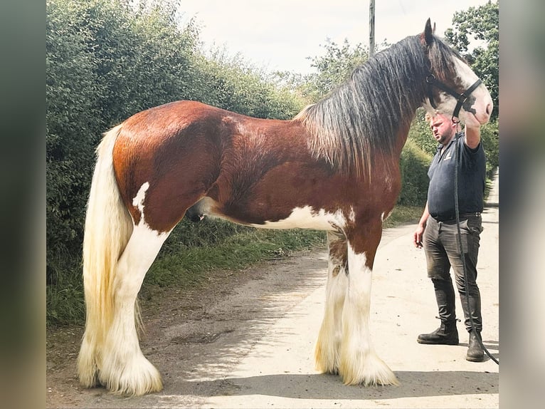 Clydesdale Hengst 2 Jaar in marbory