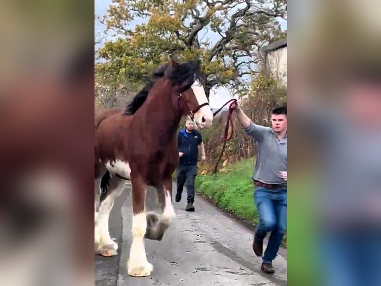 Clydesdale Hengst 2 Jaar in whitegate