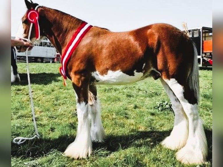 Clydesdale Hengst 2 Jaar in marbury