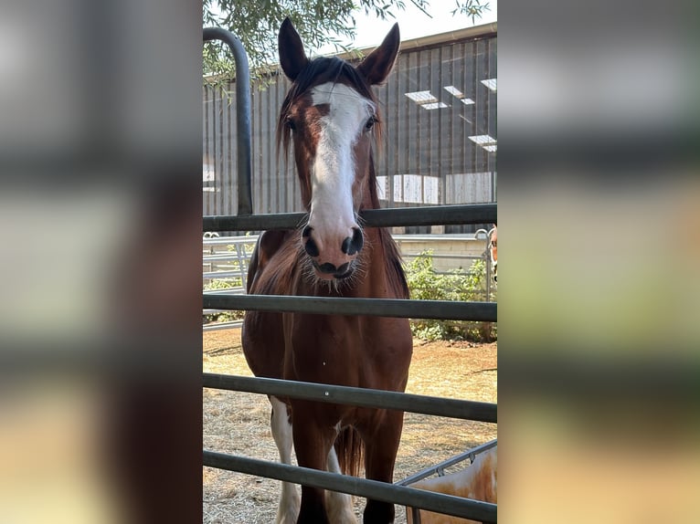 Clydesdale Hengst 2 Jahre 165 cm Brauner in Issum