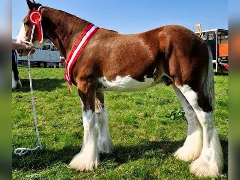 Clydesdale Hengst 2 Jahre in whitegate