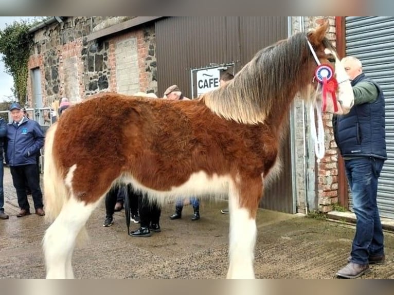 Clydesdale Hengst 2 Jahre in whitegate
