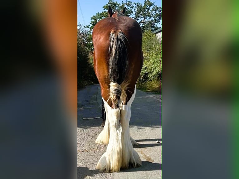 Clydesdale Hengst 2 Jahre  in whitegate