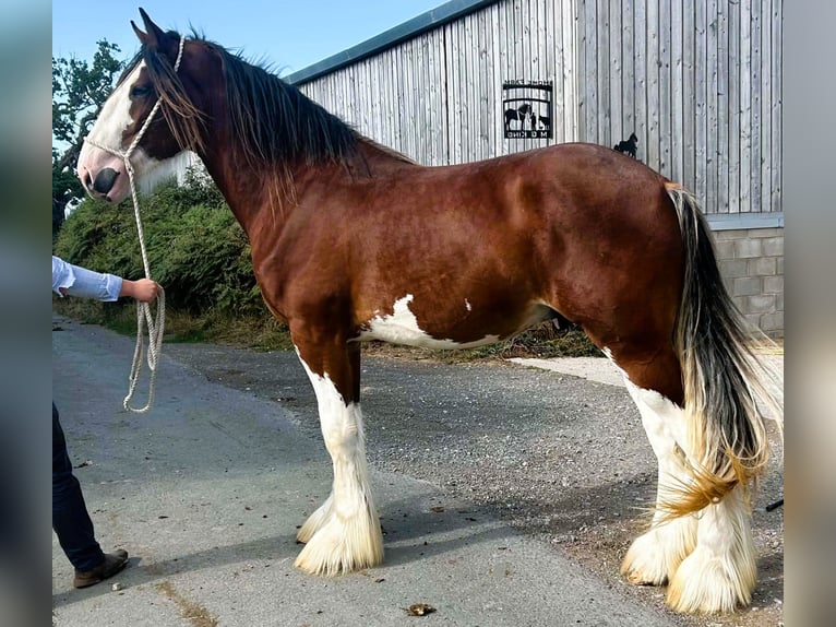 Clydesdale Hengst 2 Jahre  in whitegate