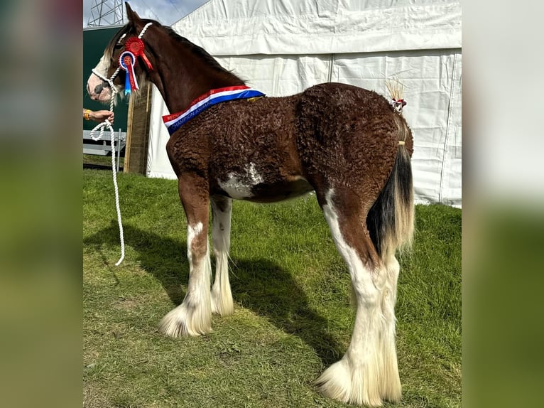 Clydesdale Hengst 2 Jahre in whitegate