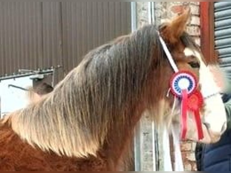 Clydesdale Hengst 3 Jaar in whitegte