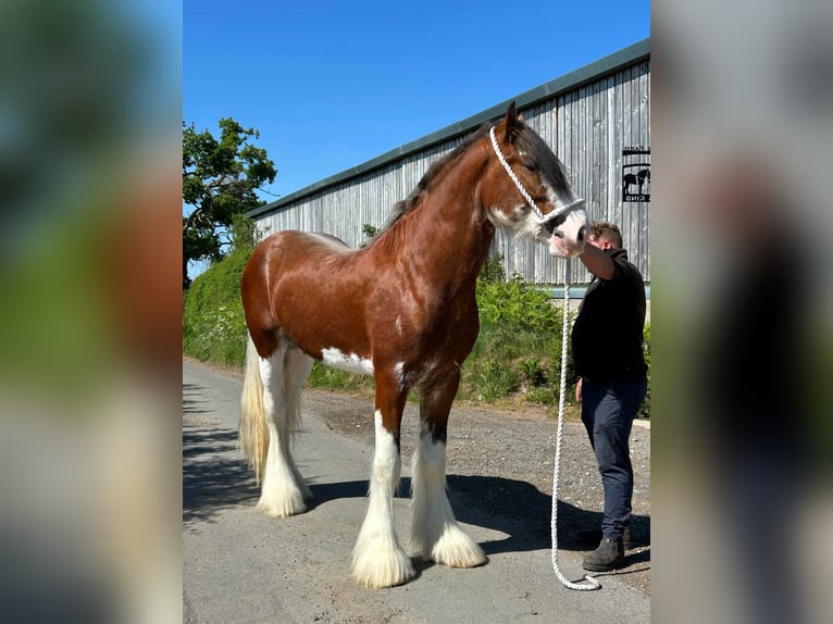 Clydesdale Hengst 3 Jahre in whitgate