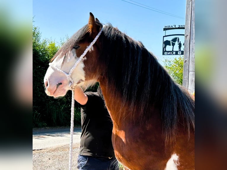 Clydesdale Hengst 3 Jahre in whitgate