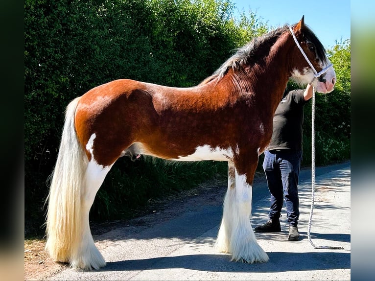 Clydesdale Hengst 3 Jahre in whitgate