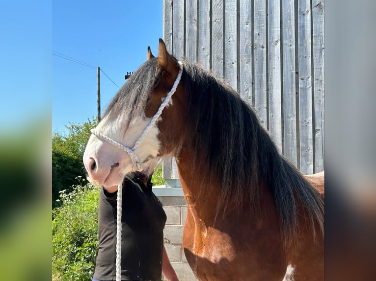 Clydesdale Hengst 3 Jahre in whitgate