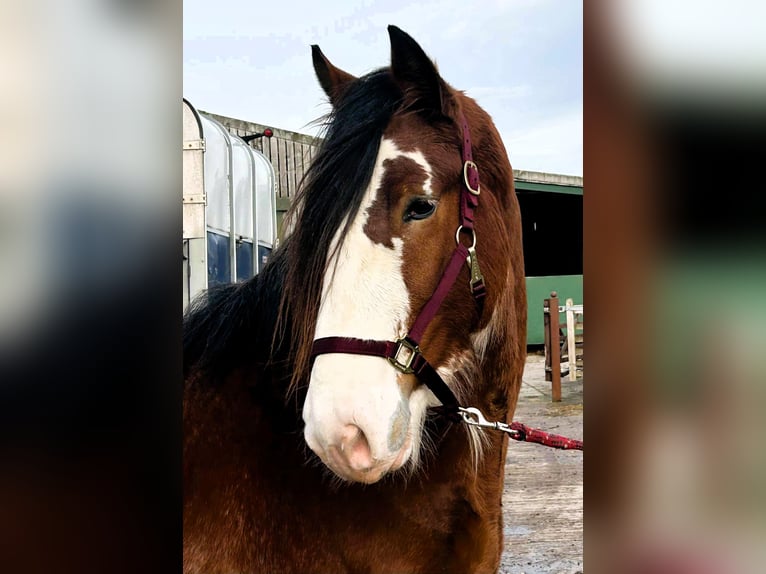 Clydesdale Hengst 3 Jahre in whitchurch