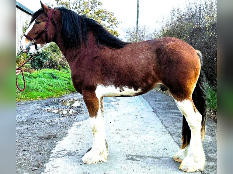 Clydesdale Hengst 3 Jahre  in marbury