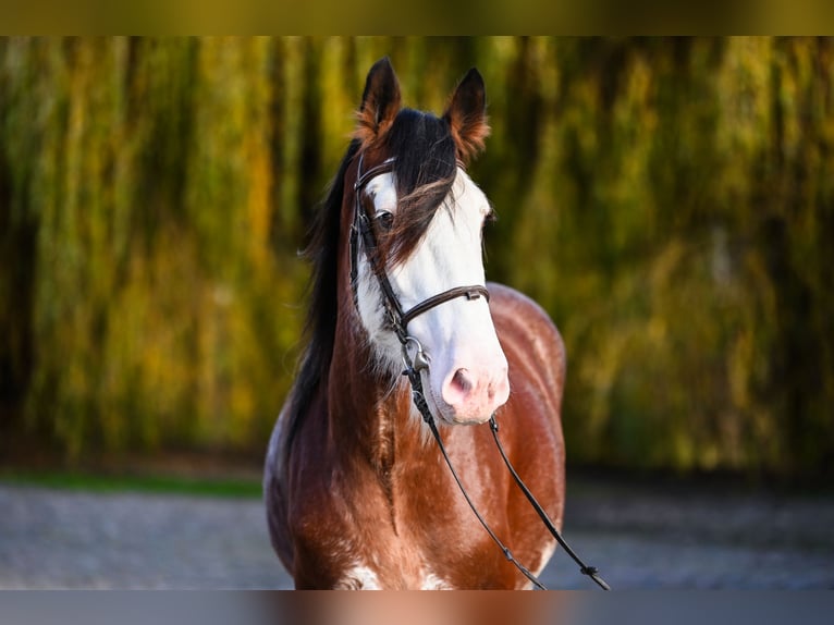 Clydesdale Hengst 4 Jahre 165 cm Roan-Bay in Racot