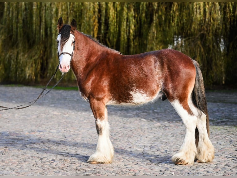Clydesdale Hengst 4 Jahre 165 cm Roan-Bay in Racot