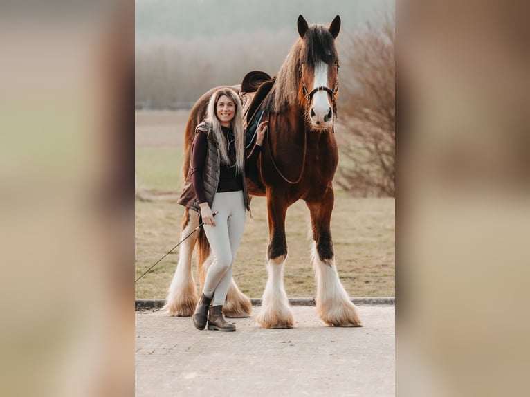 Clydesdale Hengst Brauner in Wölfersheim