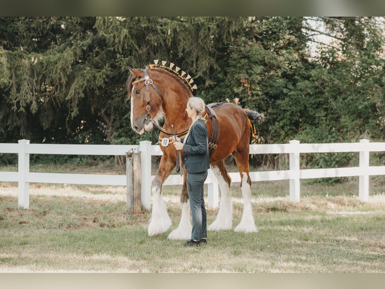 Clydesdale Hengst Brauner in Wölfersheim