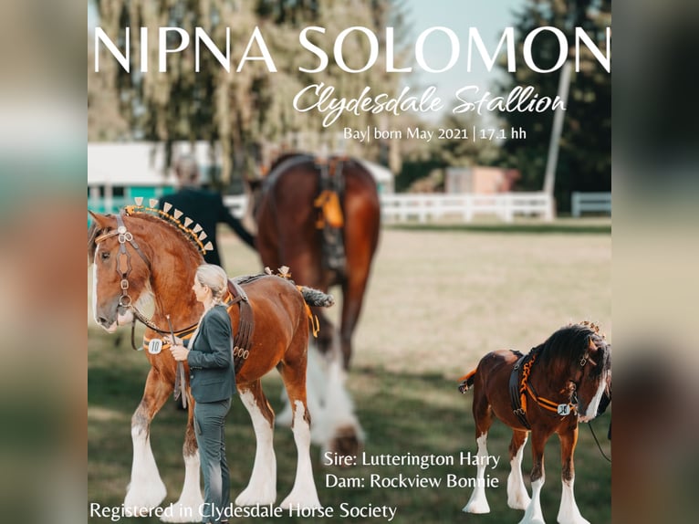 Clydesdale Hengst Bruin in W&#xF6;lfersheim